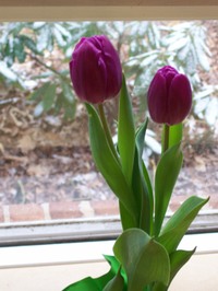 Purpletulips