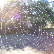 Indra’s Net